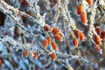 Zimní kouzlo zahrady: barvy kůry a bobulí, kresba stébel a větví