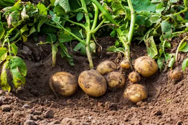 Turecký způsob pěstování brambor ve vedrech, se kterým vám úrodu budou závidět i zkušení zahradníci