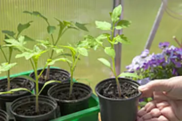 Předpěstování sadby ve skleníku a fóliovníku: rajčata, papriky, okurky…