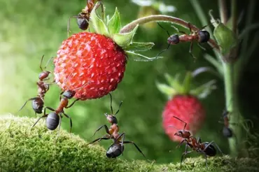 Jak se zbavit mravenců v jahodovém záhonu: Dobře funguje trik se zubní pastou