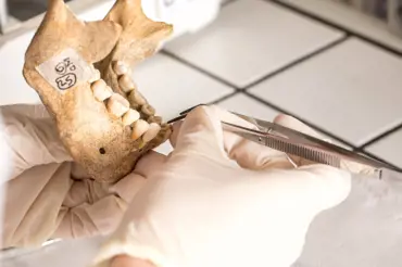 V Německu našli 9 milionů let starý lidský zub. Zcela přepisuje historii lidstva