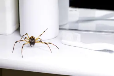 Pavouky do bytu přitahují běžné chyby v péči o domácnost. Děláte je také?