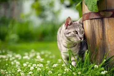 Jak vyhnat cizí kočky ze zahrady? Vyrobte si za pár korun účinný odpuzovač