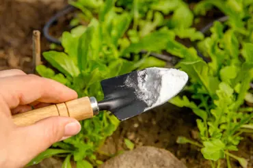 Jedlá soda vypudí slimáky a vyčistí půdu. Jak ji na zahradě správně použít?