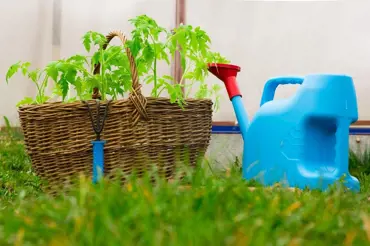 Sazenice rajčat: Vyrobte si fantastické domácí hnojivo z obyčejného plevele