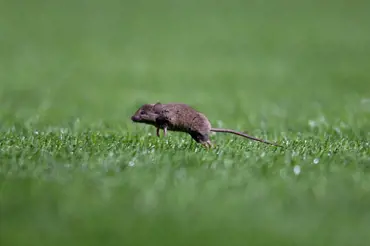 Nevítaný myší host v domácnosti: Použijte proti němu jeho nejcitlivější smysl – čich