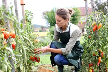 Zkušený zahradník prostříhává listy rajčat. Má k tomu svůj dobrý důvod