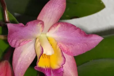 Iwanagara aneb čtyři orchideje v jedné