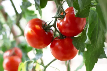 Zahradník řekl, proč byste měli odstraňovat spodní listy rajčat