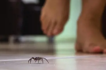 Jak vyhnat pavouky nadobro z domu: Překvapivě dobře funguje skořice a ocet