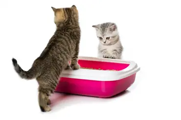Jak zbavit kočičí záchod zápachu močoviny? Použijte ocet a jedou sodu