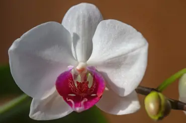 Proč schne stonek vaší orchideje a co se s tím dá dělat?