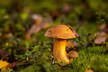 Hřib strakoš: Překvapivě chutná houba, se kterou se dá udělat mnoho věcí