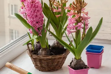 Hyacint: Proč ho mít v lednu rozhodně doma, ale nedávat ho nikdy do ložnice