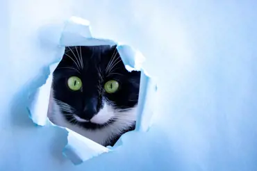 Jak usměrnit agresivní či rozvášněnou kočku: Pomůže vám tato pomůcka na pokojovky