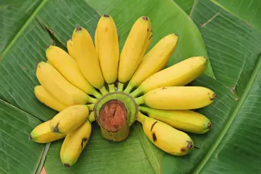 Dá se z koupeného banánu vypěstovat banánovník?