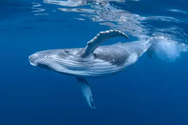 V Egyptě našli fosílii čtyřnohé velryby. Divné stvoření vyplnilo díru v evoluci