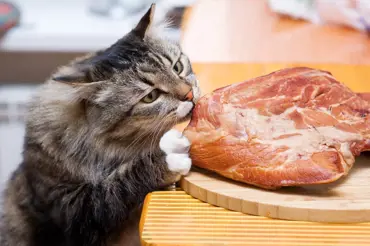Mnoho chovatelů krmí kočky špatně. Desatero správného kočičího jídelníčku