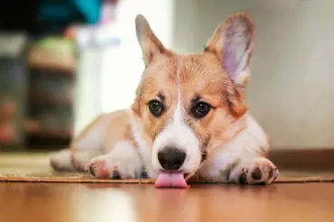 Olizuje váš pes podlahu? Příčina je víc než znepokojivá a měli byste ji řešit