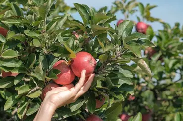 Co nejčastěji sází pod jabloně zkušení pěstitelé: Zkuste k nim také dát tyto 4 osvědčené druhy