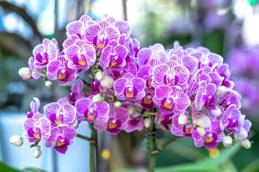 Stanhopea: Orchidej, která voní po čokoládě. Pěstovat ji není těžké
