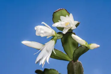 Velikonoční kaktus: Jak se o něj starat, aby vykvetl na svátky jara