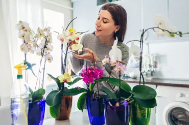 Geniální trik s orchidejí a PET lahví. Bude se jí dařit jako nikdy předtím