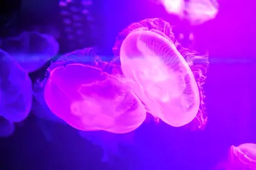 Potápěči natočili v oceánu záhadnou fialovou kouli. Podívejte se, jak o ni bojují s krabem