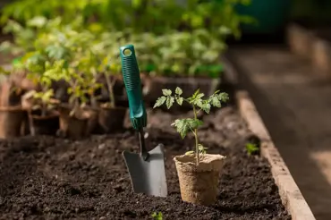 4 věci, které musíte udělat před výsadbou sazenic na zahradě