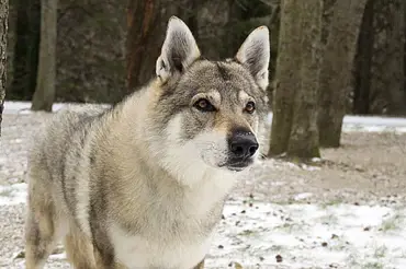 Nejdražší psí plemena na světě: Československý vlčák je na špičce žebříčku. Cena se šplhá až k milionu