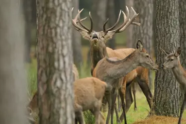 Kalamita: jeleni drancují lesy!
