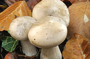 Běžné a vynikající houby, které sbírají jen zkušení houbaři. Znáte je?