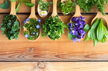 Divoké jarní bylinky: Vsaďte na ty, které fungují jako vitaminové bomby
