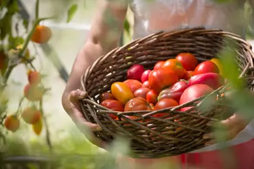 Odborník radí: ochrana rajčat před plísní, kdy a jak správně vylamovat výhonky