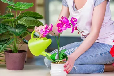 Japonské hospodyně si na orchideje chystají jednoduché hnojivo z rýže. Dělejte to jako ony