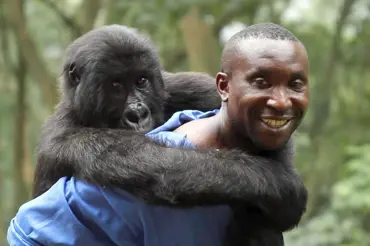 Miloval jsem ji jako dítě, nejslavnější gorila zemřela v náruči svého zachránce