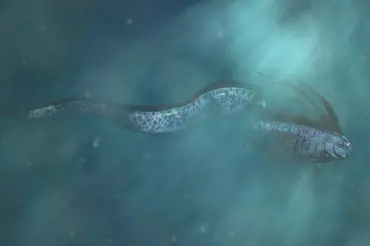 Hlístoun: Obří mořský had předpovídá zemětřesení. Vědci to skutečně potvrdili