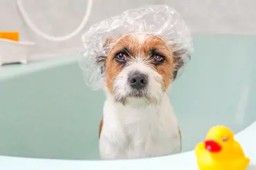 Zabraňte ucpání odpadu při sprchování psa ve vaně: Postačí vám znát tento trik s drátěnkou