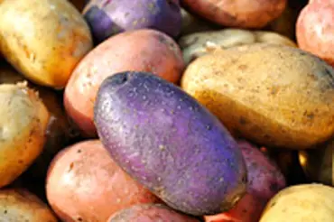 Jak se šlechtí červené brambory?