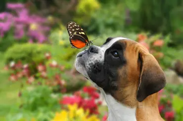 Jak podpořit motýly na zahradě? Vyzkoušejte tyhle méně známé způsoby a v létě budete žasnout