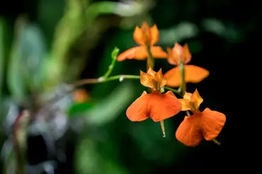 Výstava orchidejí ve skleníku Fata Morgana: krásy rostlinného těla