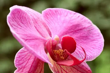 Poradna pro pěstování orchidejí: choroby a škůdci