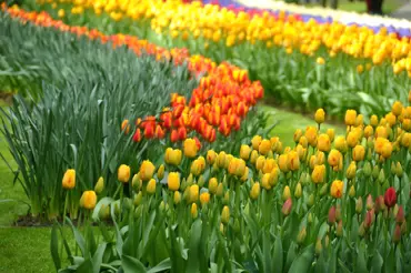 Nastal čas sázení tulipánů: Ve velkém množství vytvoří pohádkové ornamenty, podívejte