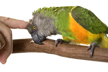Papoušek senegalský potřebuje na hnízdění klid