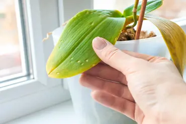 Proč orchidejím gumovatí listy? Pozor! Může to být začátek jejich konce