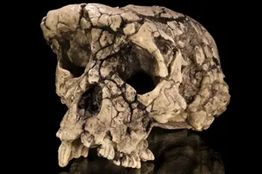 Tato záhadná humanoidní lebka stará 7 milionů let šokovala vědce. Pokud je lidská, přepíše dějiny