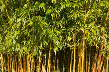 Mrazuvzdorný bambusový plot se stane chloubou vaší zahrady. Má spousty výhod