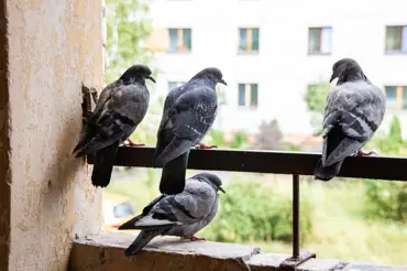 Jak se zbavit holubů na balkoně: Jednoduchý trik se známým kořením