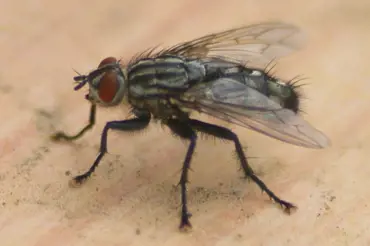Co se stane s jídlem, když na něj sedne moucha. Jaké nemoci může přenést?
