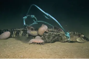 Vědci spustili na dno oceánu mrtvé aligátory. Jednoho ukradlo obří monstrum, přetrhlo i silné lano